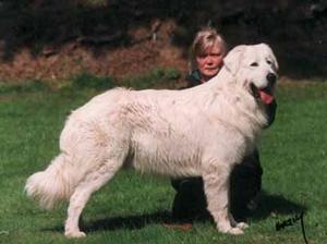 maremma-sheepdog picture