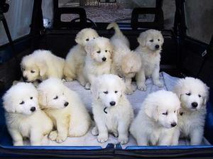maremma-sheepdog picture