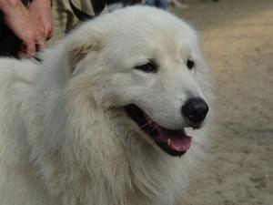 maremma-sheepdog picture