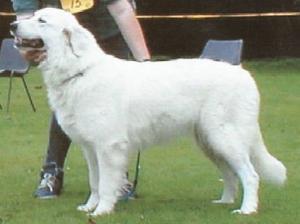 maremma-sheepdog picture