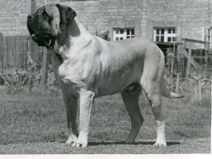 Mastiff picture