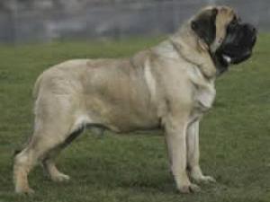 mastiff picture