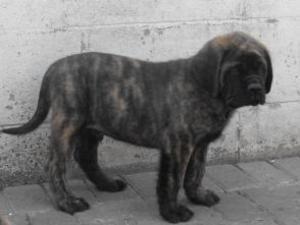 mastiff picture
