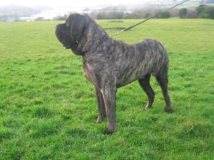 mastiff picture