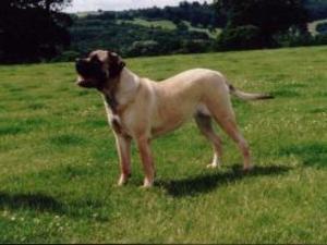mastiff picture