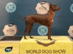 mexican-hairless picture