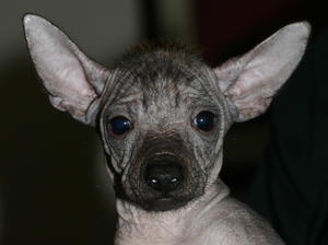 mexican-hairless picture