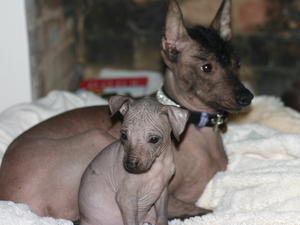 mexican-hairless picture