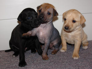 mexican-hairless picture