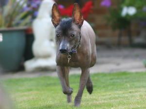 mexican-hairless picture