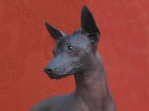 mexican-hairless picture