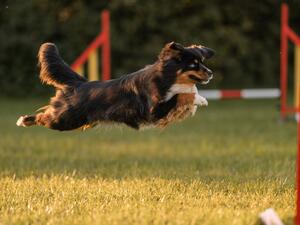 Miniature American Shepherd picture