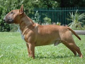 miniature-bull-terrier picture