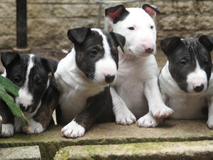 miniature-bull-terrier picture