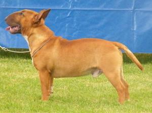 miniature-bull-terrier picture