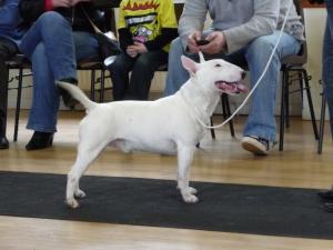miniature-bull-terrier picture
