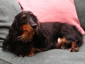 miniature-long-haired-dachshund picture