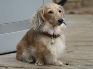 miniature-long-haired-dachshund picture