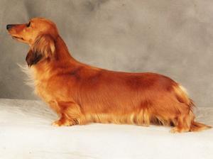 miniature-long-haired-dachshund picture