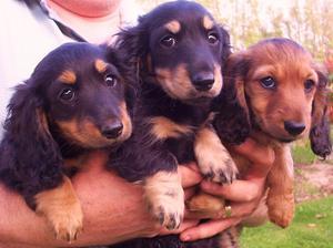 miniature-long-haired-dachshund picture