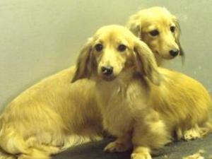 miniature-long-haired-dachshund picture