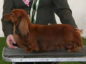 miniature-long-haired-dachshund picture