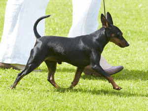 miniature-pinscher picture