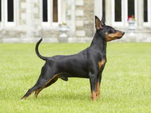 miniature-pinscher picture