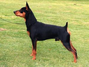 miniature-pinscher picture