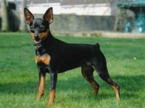 miniature-pinscher picture
