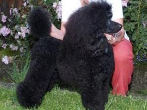 miniature-poodle picture