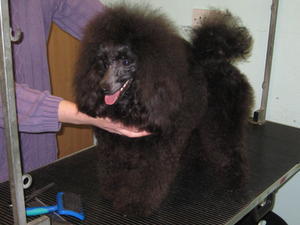 miniature-poodle picture