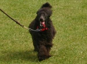 miniature-poodle picture