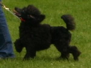 miniature-poodle picture