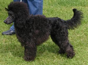miniature-poodle picture