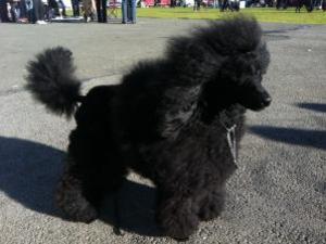 miniature-poodle picture