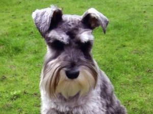miniature-schnauzer picture