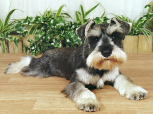 miniature-schnauzer picture