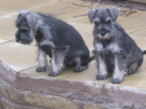 miniature-schnauzer picture