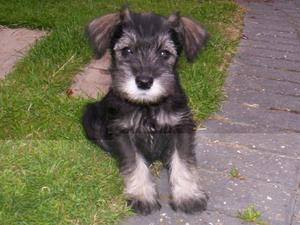 miniature-schnauzer picture