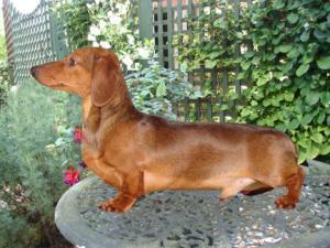 miniature-smooth-haired-dachshund picture