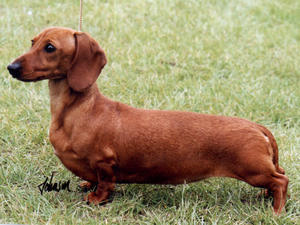 miniature-smooth-haired-dachshund picture