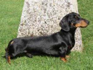 miniature-smooth-haired-dachshund picture