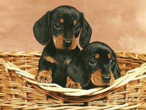 miniature-smooth-haired-dachshund picture