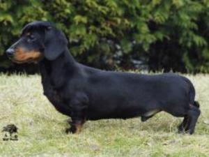 miniature-smooth-haired-dachshund picture