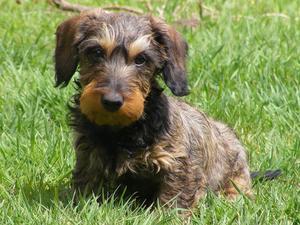 miniature-wire-haired-dachshund picture