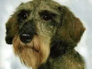 miniature-wire-haired-dachshund picture