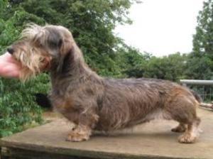 miniature-wire-haired-dachshund picture