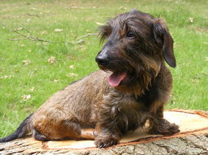 miniature-wire-haired-dachshund picture
