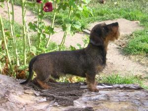 miniature-wire-haired-dachshund picture
